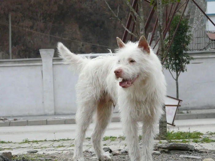 guizhou dog