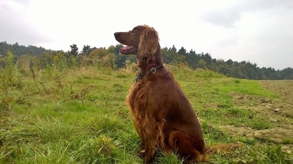 irish setter irish setter